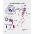 Denoyer-Geppert Charts/Posters, Human Circulatory Sys Mounted 1091-10